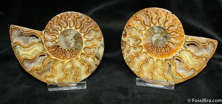 Inch Wide Polished Ammonite From Madagascar #879